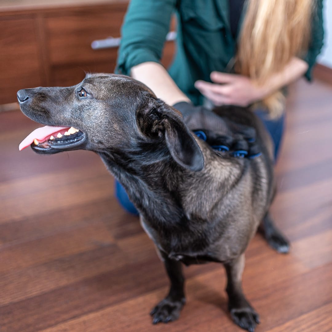 Rękawica do czesania psa - obrazek 2