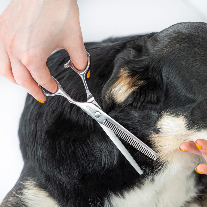 Alternative view of SREBRNE NOŻYCZKI do strzyżenia Psów ZESTAW do strzyżenia 3 rodzaje Nożyczek + Grzebień
