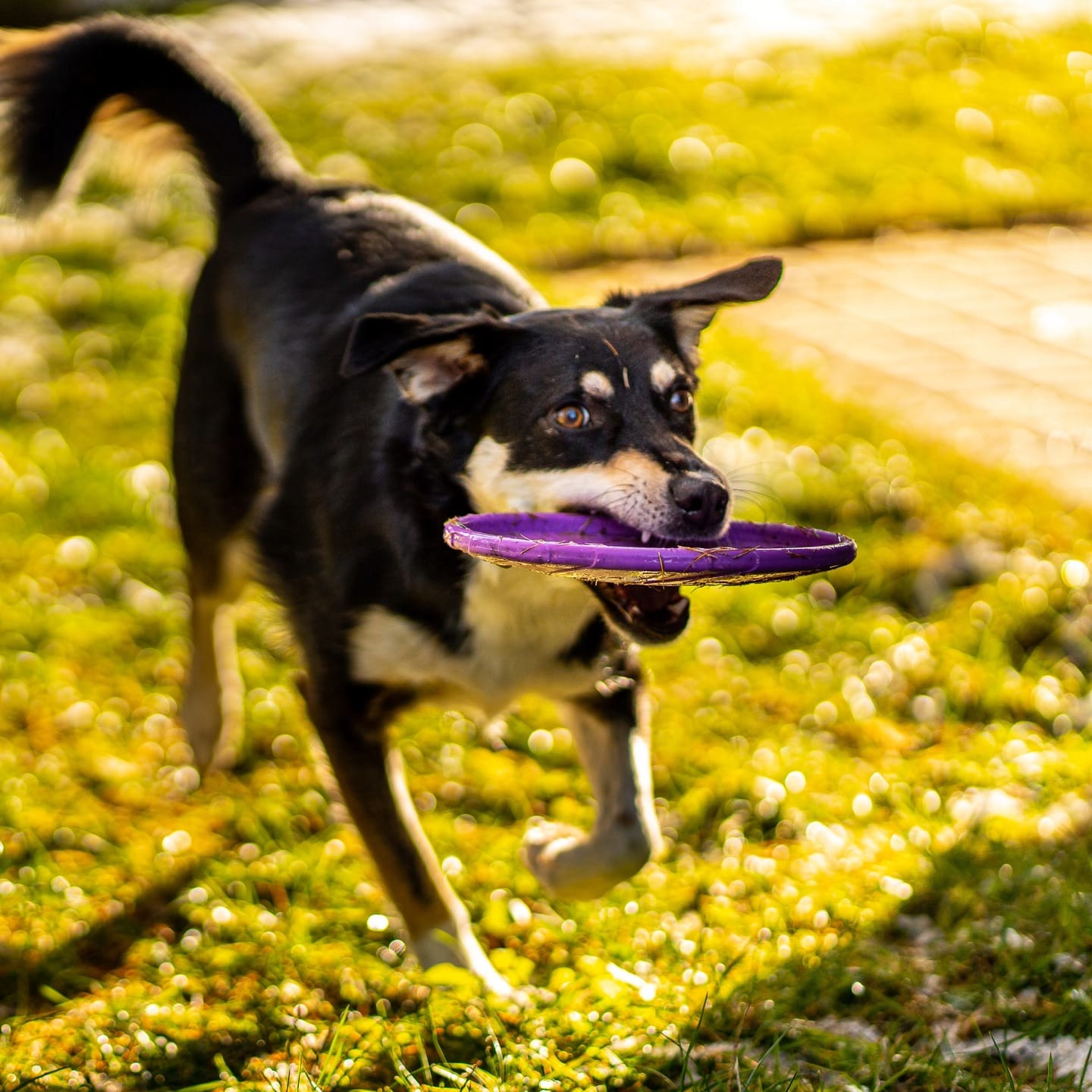 Frisbee do aportowania dla psa - obrazek 5