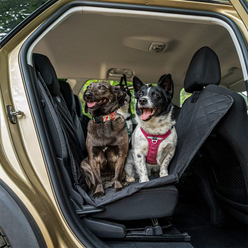 jak zgodnie z prawem przewozić psa